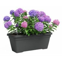 Jardiniere - Plastique - Anthracite - Rectangulaire - L77,9 x P24 x H2
