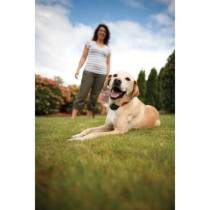 PetSafe - Systeme de Clôture Anti-fugue avec Fil pour Chien de plus 3