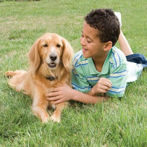PetSafe - Systeme de Clôture Anti-fugue avec Fil pour Chien de plus 3