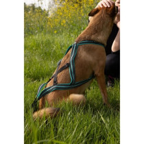 Harnais de traction pour chien - OLYMPIA - XL - Type X-back - Bleu