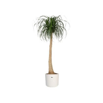 ELHO B.for Soft Pot de fleurs rond 35 - Blanc - Ø 35 x H 32 cm - int