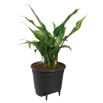 Elho Self-watering Insert Pot a fleurs 33 - Noir - Ø 33 x H 31 cm - i