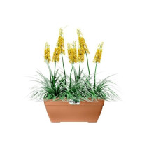 Elho Vibia Campana Bac a fleurs Terrasse 80 - Marron - L 77 x B 35 x H