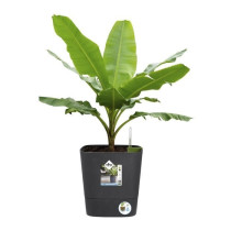 Pot de fleur Elho Plastique Carré Greensense Aqua Care Gris Charbon 2