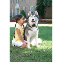 PetSafe - Systeme de Clôture Anti-Fugue pour Chien avec 150 metres de