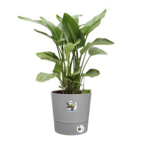 Pot de fleur Elho Plastique Carré Greensense Aqua Care Ciment Clair