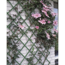 Green Plastic Expandable Lattice - 50x150cm