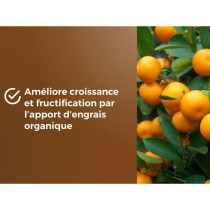 Terreau agrumes & Plantes méditerranéennes - OR BRUN - OBRTAGR6U - 6