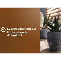 Substrat cactus & Plantes grasses - OR BRUN - OBRTCAC6U - 6L - Favoris