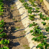 Naturen UAB 100L hemp straw - Protects the vegetable garden and enrich