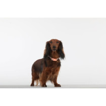Répulsif ultrason chien - TICKLESS MINI DOG&CAT - Protection tiques e
