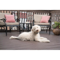 PBC19-16448 LITE Anti-Bark Collar for Dogs