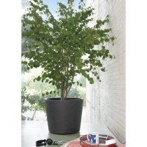 Pot de fleur Vase - DEROMA - Millennium R - Anthracite - A réserve d'