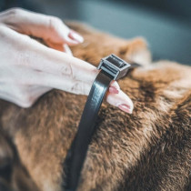 VETOCANIS Collier anti-puces et anti-tiques pour petit chien jusqu'a 1