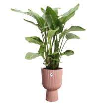 Pot de fleur - Elho - Vibes Fold Coupe - Rose - L 30 x B 29.5 x H 45 c