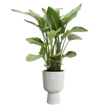 Pot de fleur - Elho - Vibes Fold Coupe - Blanc - L 30 x B 29.5 x H 45