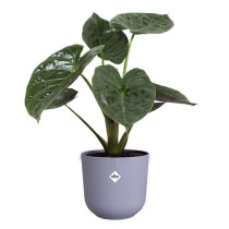 Pot de fleur - Elho - Jazz Rond - Violet - L 30 x B 29.5 x H 27 cm - I