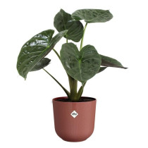 Pot de fleur - Elho - Jazz Rond - Rouge - L 30 x B 29.5 x H 27 cm - In