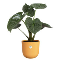 Pot de fleur - Elho - Jazz Rond - Jaune - L 35 x B 34.5 x H 32 cm - In