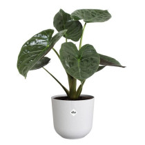 Pot de fleur - Elho - Jazz Rond - Blanc - L 35 x B 34.5 x H 32 cm - In