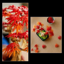 LEGO Botanicals 10348 Bonsai d'Érable Rouge du Japon - Kit de Constru