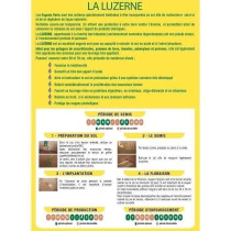 Luzerne - BHS - 500g | 100 m² | Améliore le sol, résiste au froid e
