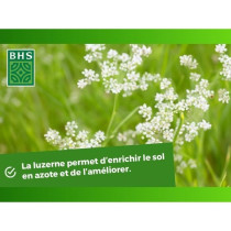 Luzerne - BHS - 500g | 100 m² | Améliore le sol, résiste au froid e
