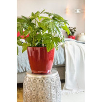 Jardiniere - Classico premium LS 21 - Kit complet - Rouge scarlet bril