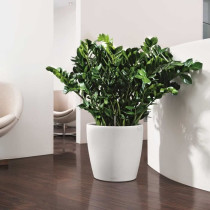 LECHUZA Jardiniere Classico Color 43 ALL-IN-ONE Blanc 13230
