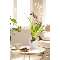 LECHUZA Jardiniere ORCHIDEA ALL-IN-ONE Blanc mat