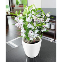 Jardiniere - Classico premium LS 21 - Kit complet - Blanc brillant - 3