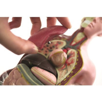 HELLO MAESTRO Buste anatomie - Découvre le corps humain